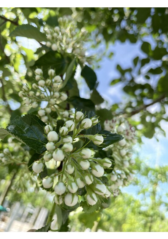 Glanzdorn - Pflaumenblättriger Weißdorn 'Splendens' | Crataegus prunifolia 'Splendens'