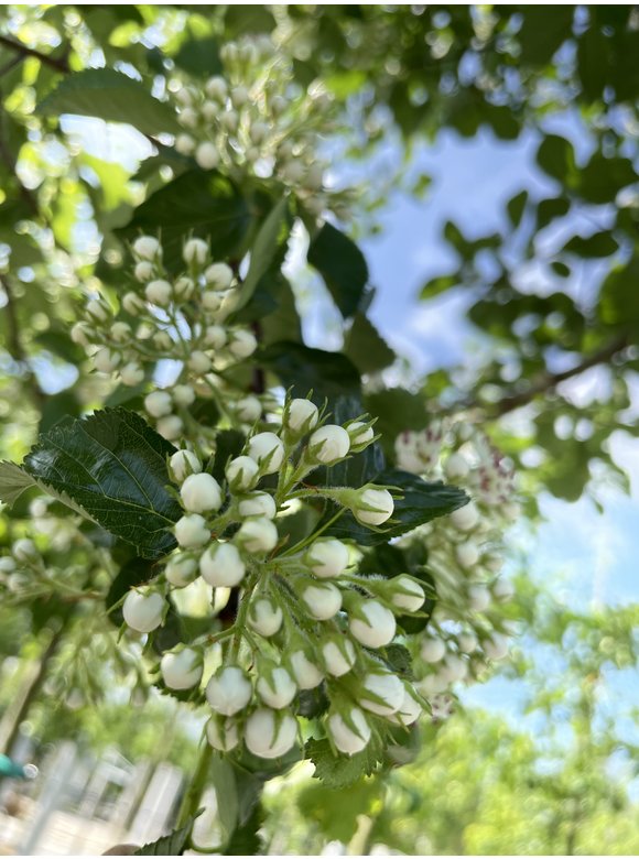 Glanzdorn - Pflaumenblättriger Weißdorn 'Splendens' | Crataegus prunifolia 'Splendens' Glanzdorn - Pflaumenblättriger Weißdorn 'Splendens' | Crataegus prunifolia 'Splendens'