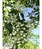 Glanzdorn - Pflaumenblättriger Weißdorn 'Splendens' | Crataegus prunifolia 'Splendens'