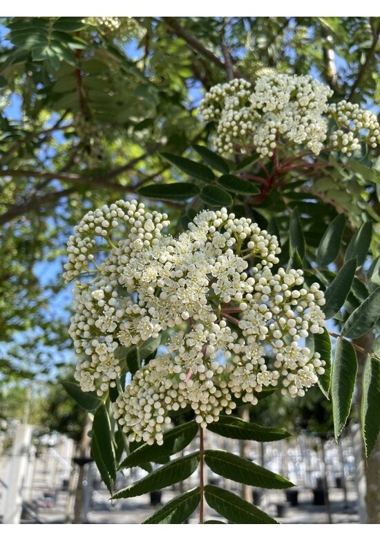 Schmuck-Eberesche | Sorbus decora