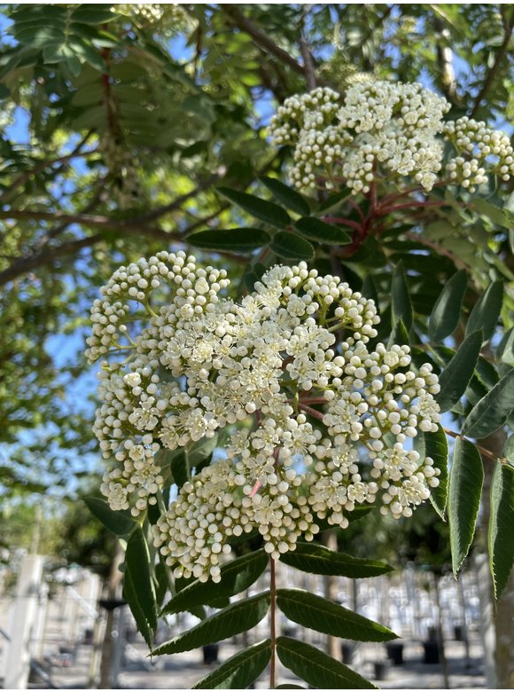 Schmuck-Eberesche | Sorbus decora Schmuck-Eberesche | Sorbus decora