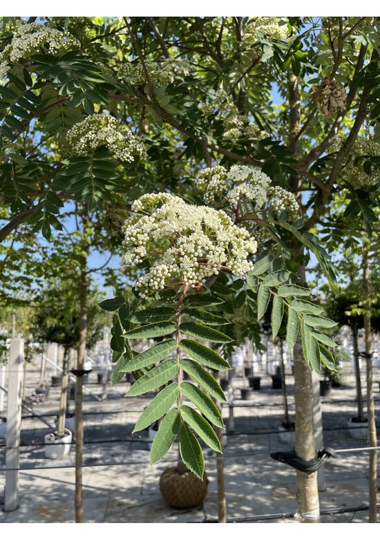 Schmuck-Eberesche | Sorbus decora