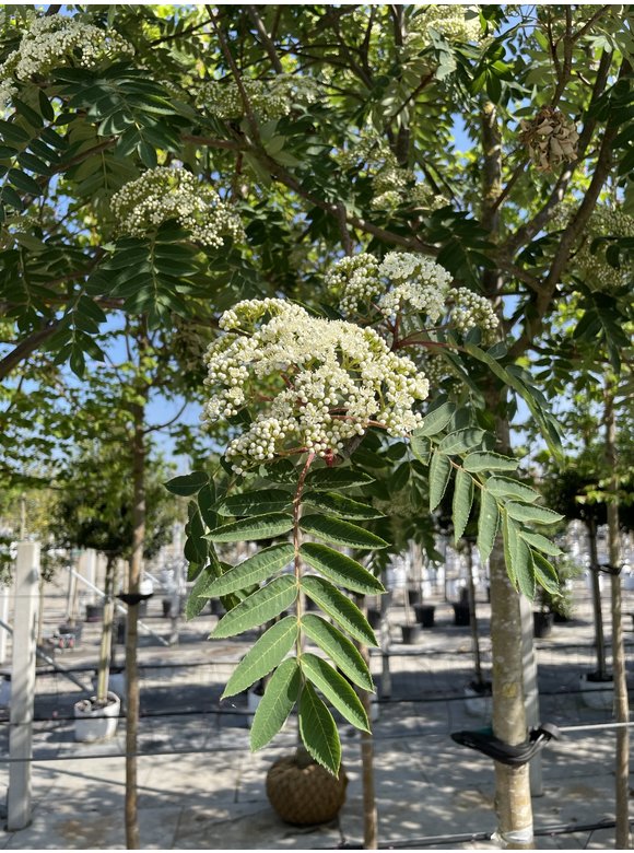 Schmuck-Eberesche | Sorbus decora Schmuck-Eberesche | Sorbus decora