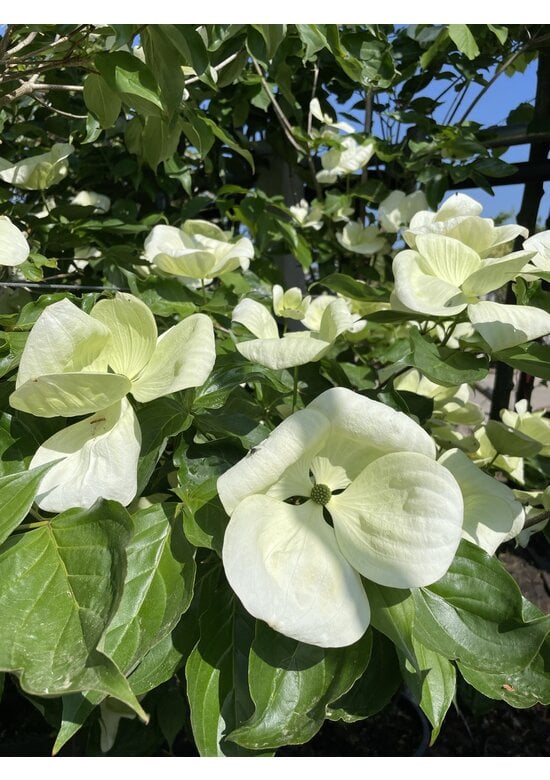 Japanischer Blumen-Hartriegel 'Venus' Mehrstämmig | Cornus 'Venus'