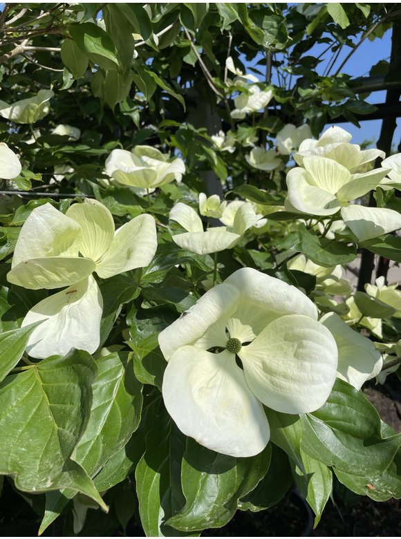 Japanischer Blumen-Hartriegel 'Venus' | Cornus 'Venus' Japanischer Blumen-Hartriegel 'Venus' | Cornus 'Venus'