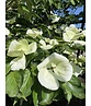 Japanischer Blumen-Hartriegel 'Venus' Mehrstämmig | Cornus 'Venus'