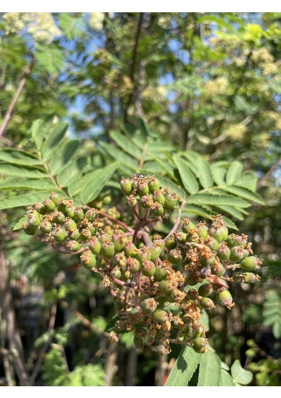 Vogelbeere - Eberesche | Sorbus aucuparia