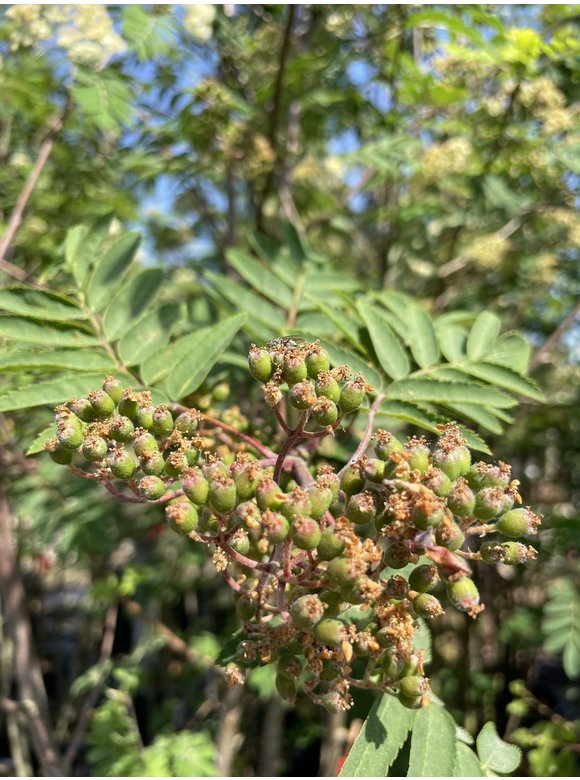 Vogelbeere-Eberesche | Sorbus aucuparia Vogelbeere-Eberesche | Sorbus aucuparia