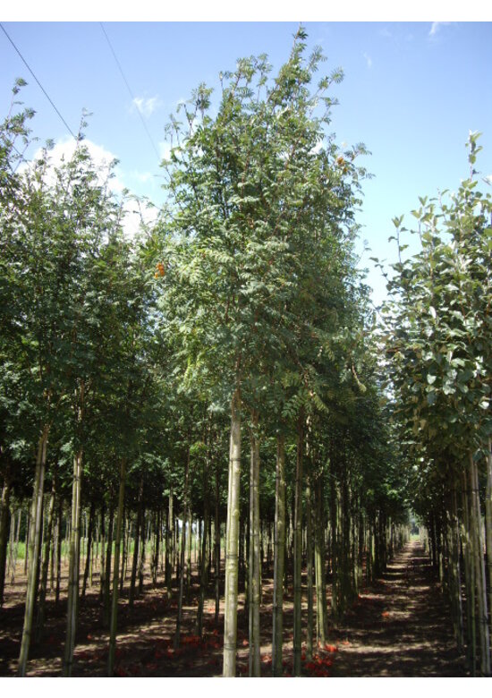 Essbare Eberesche 'Edulis' | Sorbus aucuparia 'Edulis'