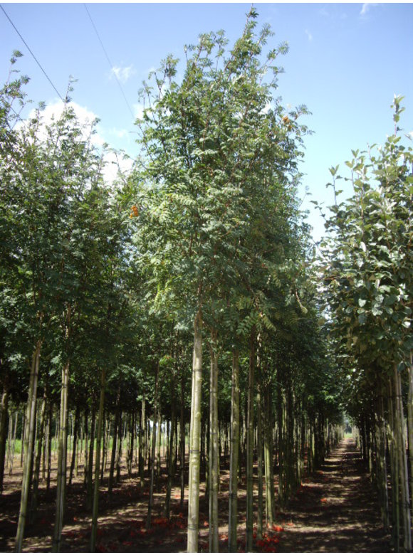 Essbare Eberesche 'Edulis' | Sorbus aucuparia 'Edulis' Essbare Eberesche 'Edulis' | Sorbus aucuparia 'Edulis'