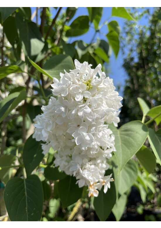 Edelflieder 'Madame Lemoine' | Syringa vulgaris 'Madame Lemoine'