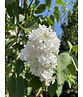 Edelflieder 'Madame Lemoine' | Syringa vulgaris 'Madame Lemoine'