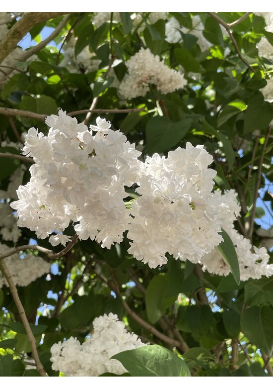 Edelflieder 'Madame Lemoine' | Syringa vulgaris 'Madame Lemoine'
