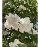 Edelflieder 'Madame Lemoine' | Syringa vulgaris 'Madame Lemoine'