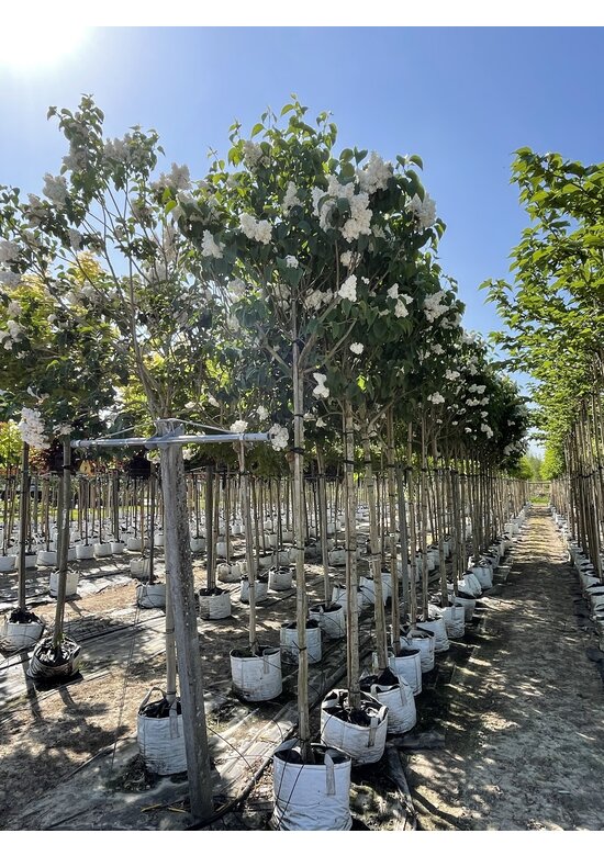 Edelflieder 'Madame Lemoine' | Syringa vulgaris 'Madame Lemoine'