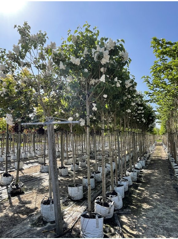 Edelflieder 'Madame Lemoine' | Syringa vulgaris 'Madame Lemoine' Edelflieder 'Madame Lemoine' | Syringa vulgaris 'Madame Lemoine'