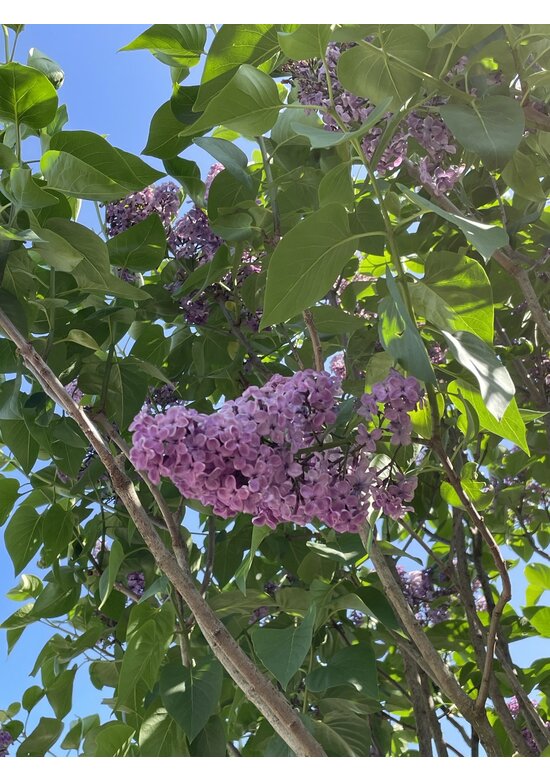 Edelflieder 'Andenken an Ludwig Späth' | Syringa vulgaris 'Andenken an Ludwig Späth'