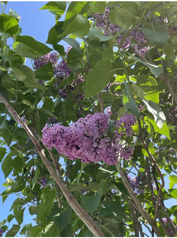 Edelflieder 'Andenken an Ludwig Späth' | Syringa vulgaris 'Andenken an Ludwig Späth' Edelflieder 'Andenken an Ludwig Späth' | Syringa vulgaris 'Andenken an Ludwig Späth'