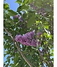 Edelflieder 'Andenken an Ludwig Späth' | Syringa vulgaris 'Andenken an Ludwig Späth'