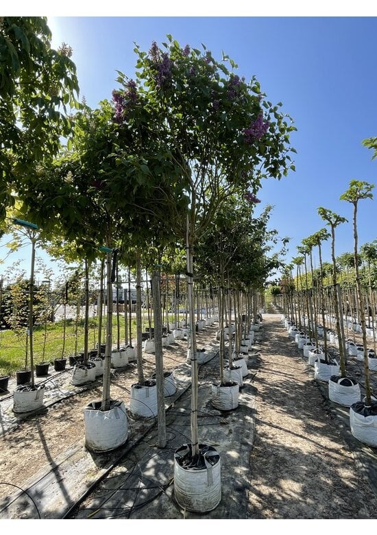 Edelflieder 'Andenken an Ludwig Späth' | Syringa vulgaris 'Andenken an Ludwig Späth'