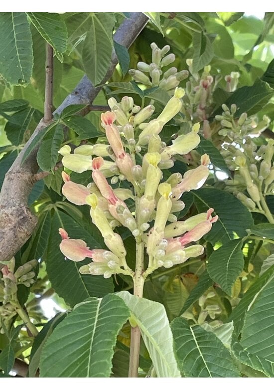 Indische Rosskastanie | Aesculus indica