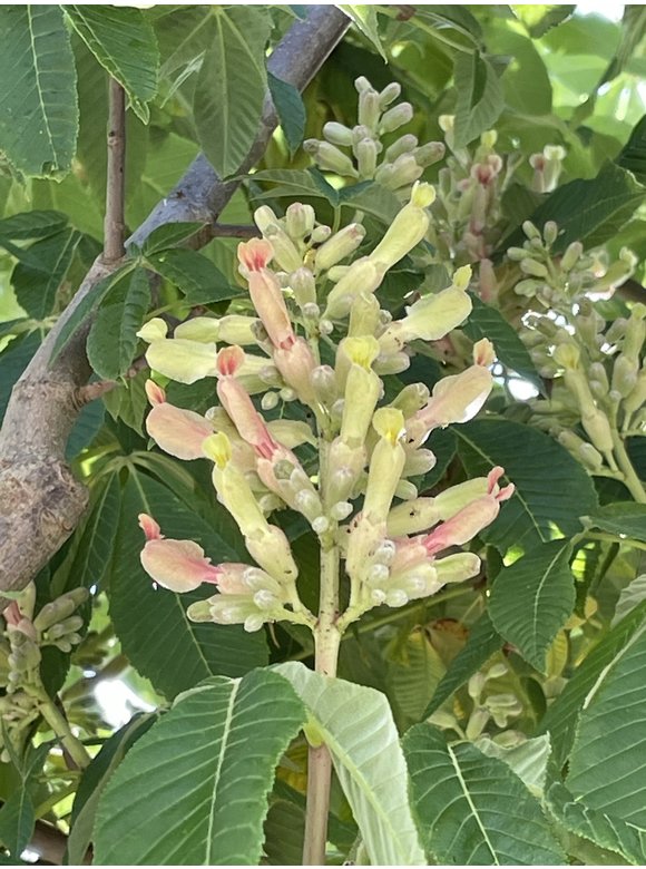 Indische Rosskastanie | Aesculus indica Indische Rosskastanie | Aesculus indica