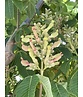 Indische Rosskastanie | Aesculus indica