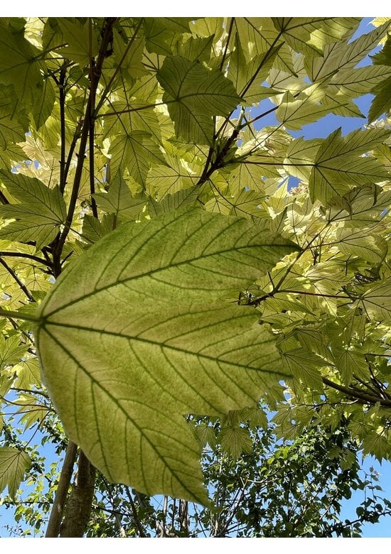 Kugel Berg-Ahorn 'Brilliantissimum' | Acer pseudoplatanus 'Brilliantissimum'