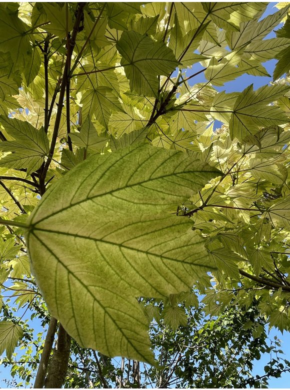 Kugel Berg-Ahorn 'Brilliantissimum' | Acer pseudoplatanus 'Brilliantissimum' Kugel Berg-Ahorn 'Brilliantissimum' | Acer pseudoplatanus 'Brilliantissimum'