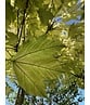 Kugel Berg-Ahorn 'Brilliantissimum' | Acer pseudoplatanus 'Brilliantissimum'