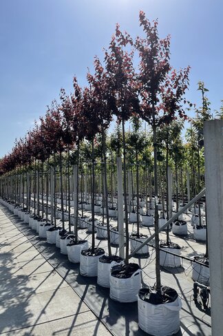 Blutpflaume  | Prunus cerasifera 'Nigra'