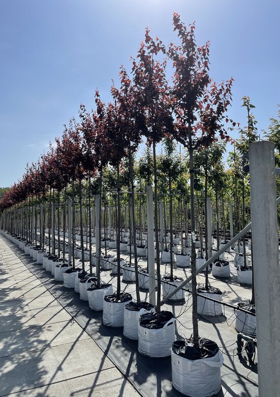 Blutpflaume Baum Nigra Kaufen | mit 3 Jahren Garantie - Venovi