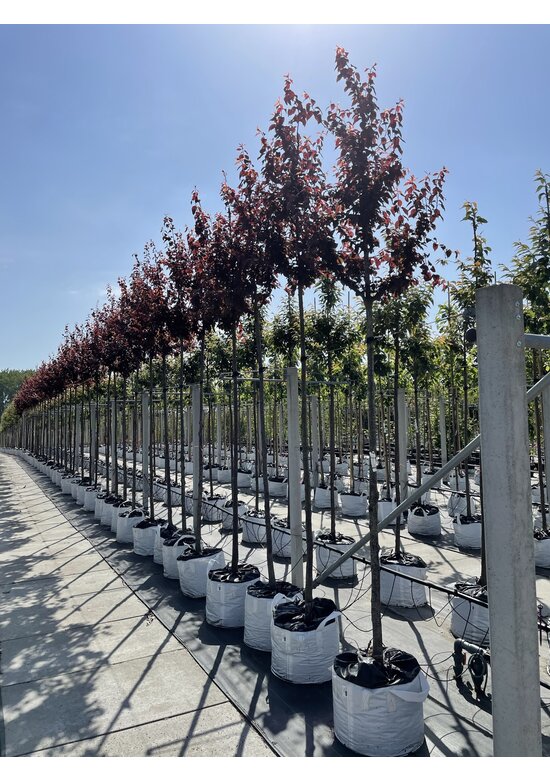 Blutpflaume  | Prunus cerasifera 'Nigra'