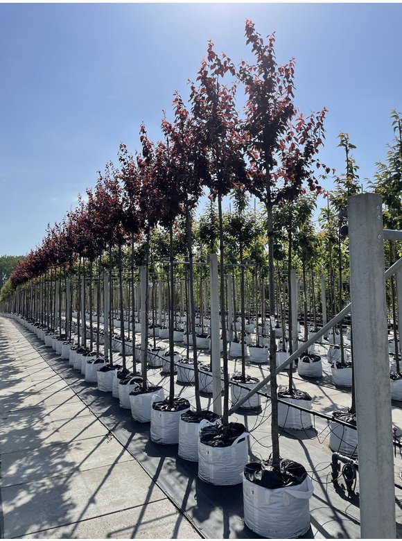 Blutpflaume | Prunus cerasifera 'Nigra' Blutpflaume | Prunus cerasifera 'Nigra'