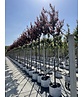 Blutpflaume  | Prunus cerasifera 'Nigra'