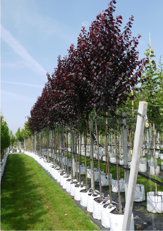 Blutpflaume  | Prunus cerasifera 'Nigra'