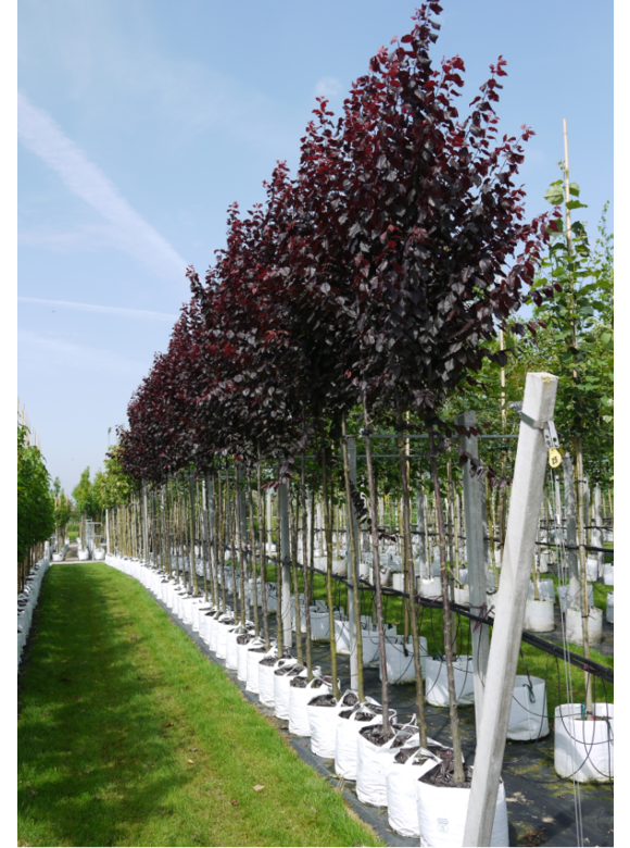 Blutpflaume | Prunus cerasifera 'Nigra' Blutpflaume | Prunus cerasifera 'Nigra'
