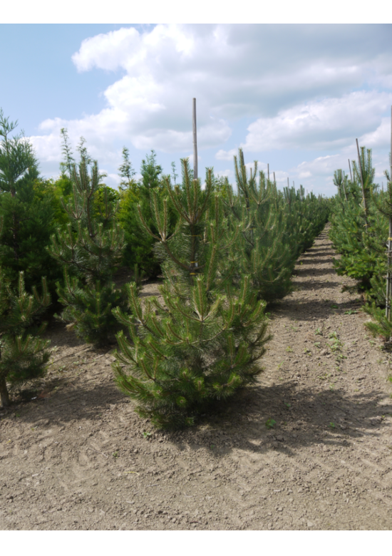 Österreichische Schwarz-Kiefer | Pinus nigra nigra
