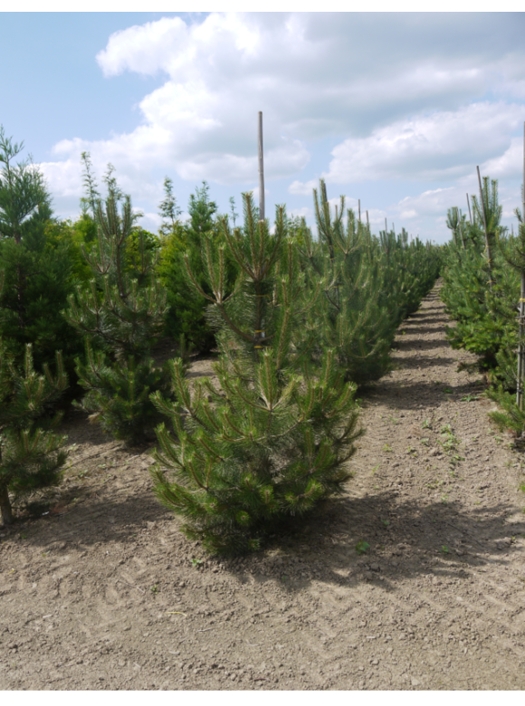 Österreichische Schwarz-Kiefer | Pinus nigra nigra Österreichische Schwarz-Kiefer | Pinus nigra nigra