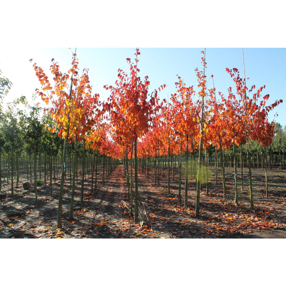 BergKirsche Rancho kaufen Zierbaum für Ihren Garten Venovi