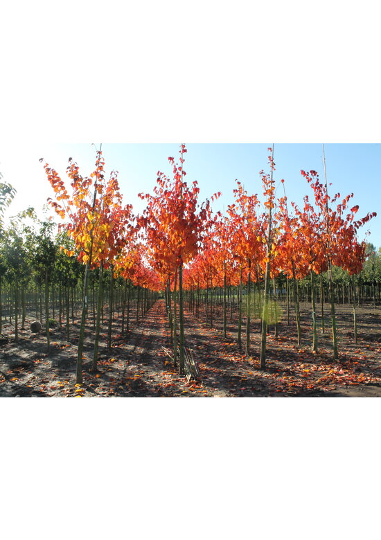Berg-Kirsche Rancho | Prunus sargentii 'Rancho'