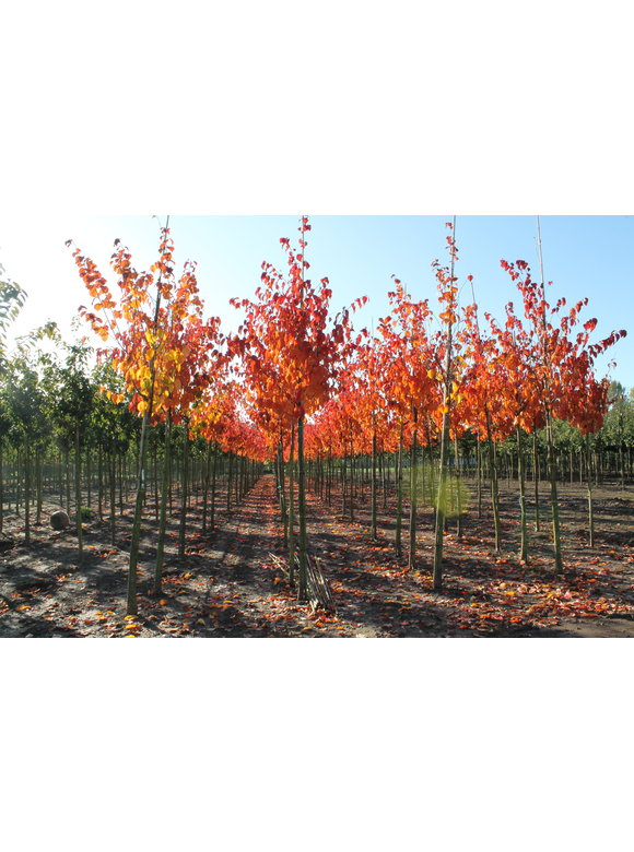 Berg-Kirsche - Scharlach-Kirsche | Prunus sargentii 'Rancho' Berg-Kirsche - Scharlach-Kirsche | Prunus sargentii 'Rancho'