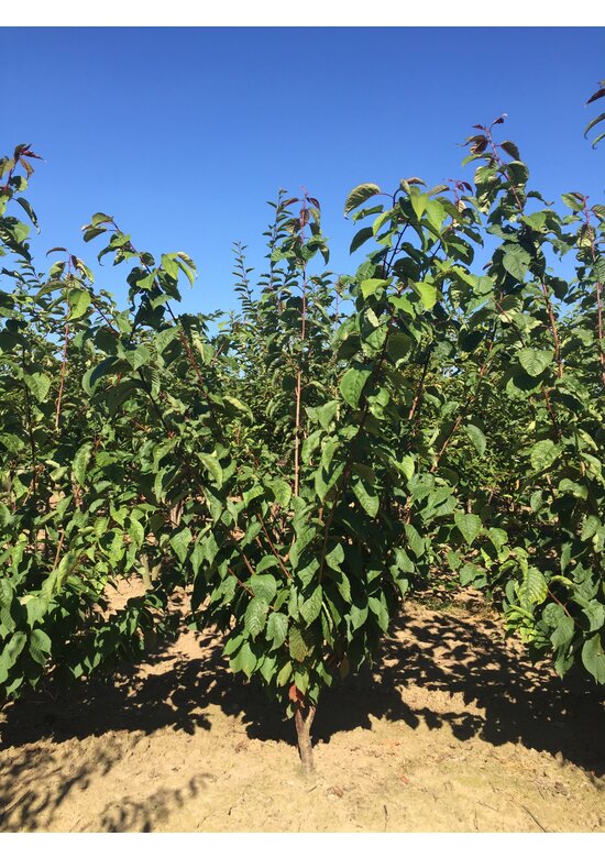 Scharlach-Kirsche  Mehrstämmig 'Rancho' | Prunus sargentii 'Rancho'