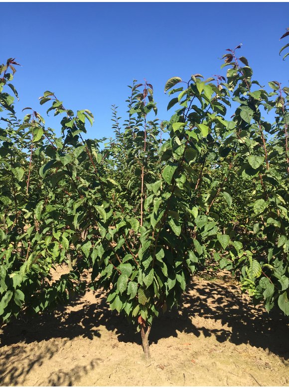 Berg-Kirsche - Scharlach-Kirsche 'Rancho' - Mehrstämmig | Prunus sargentii 'Rancho' Berg-Kirsche - Scharlach-Kirsche 'Rancho' - Mehrstämmig | Prunus sargentii 'Rancho'