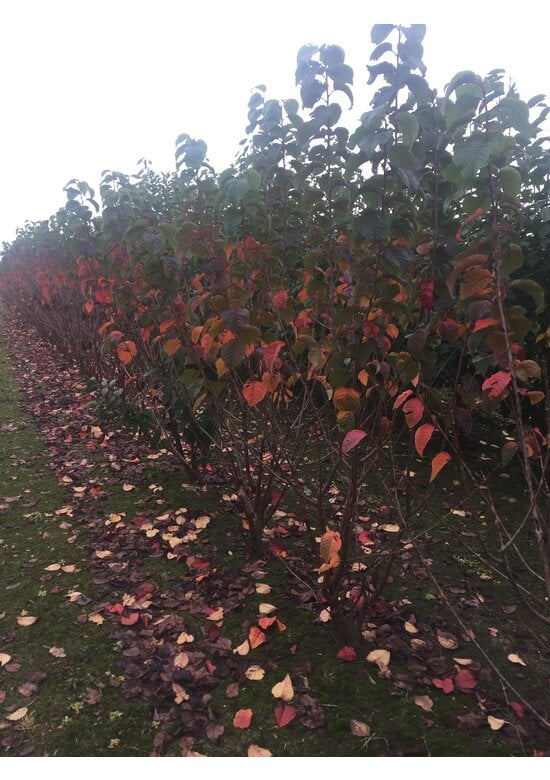 Scharlach-Kirsche  Mehrstämmig 'Rancho' | Prunus sargentii 'Rancho'