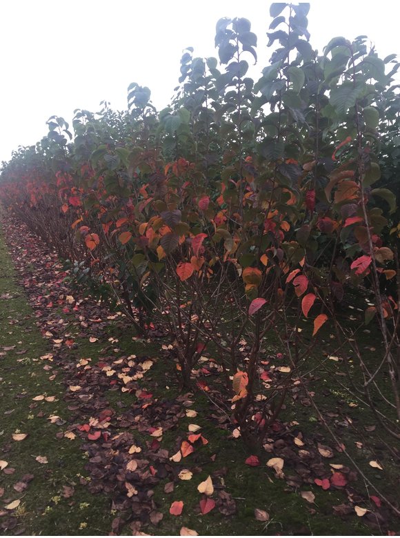 Berg-Kirsche - Scharlach-Kirsche 'Rancho' - Mehrstämmig | Prunus sargentii 'Rancho' Berg-Kirsche - Scharlach-Kirsche 'Rancho' - Mehrstämmig | Prunus sargentii 'Rancho'