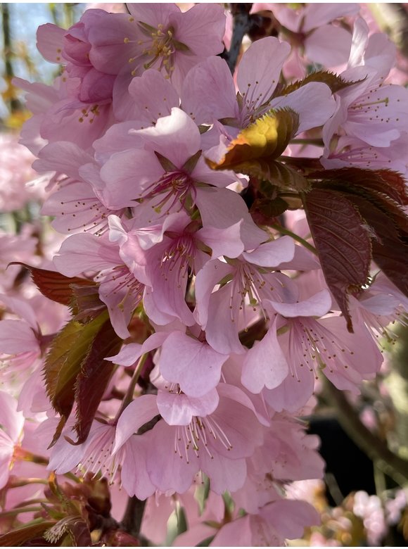Berg-Kirsche - Scharlach-Kirsche 'Rancho' - Mehrstämmig | Prunus sargentii 'Rancho' Berg-Kirsche - Scharlach-Kirsche 'Rancho' - Mehrstämmig | Prunus sargentii 'Rancho'