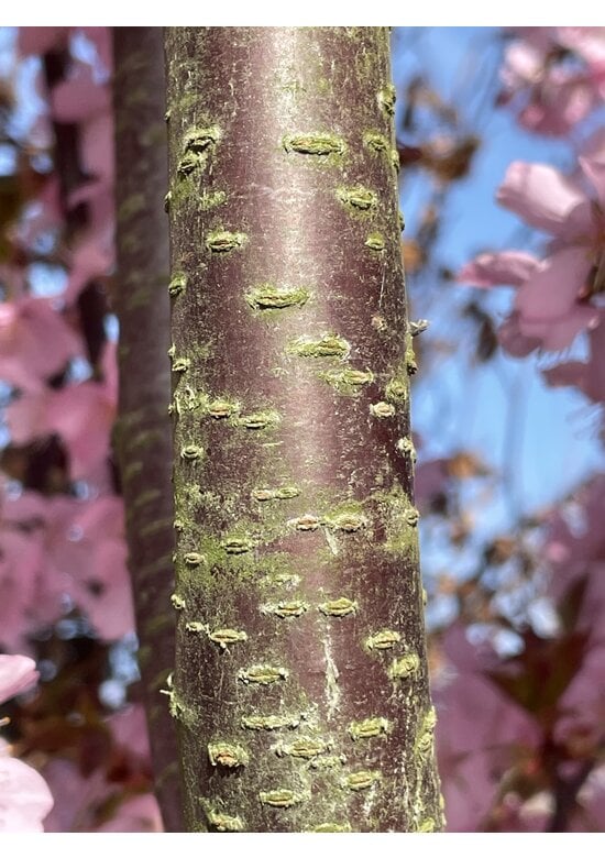 Scharlach-Kirsche  Mehrstämmig 'Rancho' | Prunus sargentii 'Rancho'