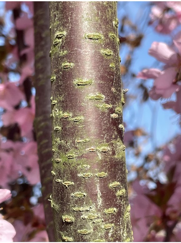 Berg-Kirsche - Scharlach-Kirsche 'Rancho' - Mehrstämmig | Prunus sargentii 'Rancho' Berg-Kirsche - Scharlach-Kirsche 'Rancho' - Mehrstämmig | Prunus sargentii 'Rancho'