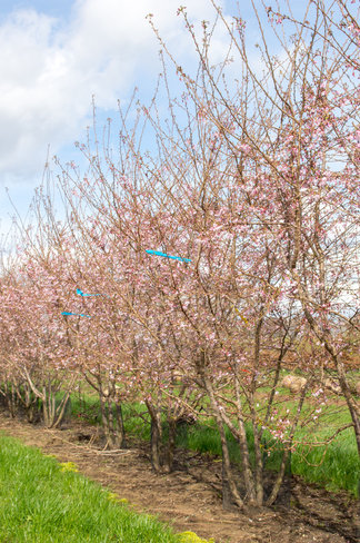 Rosa Winterkirsche 'Autumnalis Rosea' - Mehrstämmig | Prunus subhirtella 'Autumnalis Rosea' Rosa Winterkirsche 'Autumnalis Rosea' - Mehrstämmig | Prunus subhirtella 'Autumnalis Rosea'
